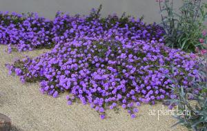 Lantana (purple) - Ground cover